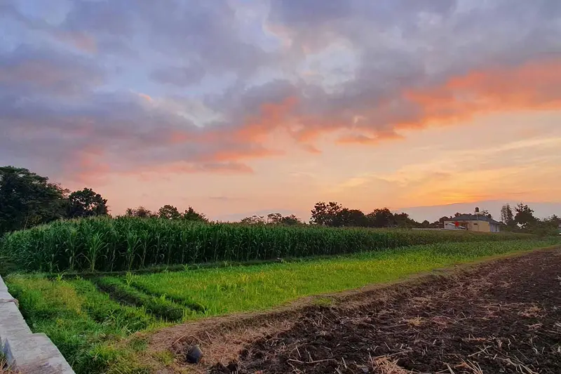 Panen jagung