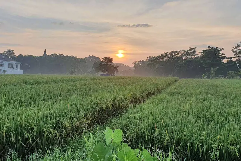 Pagi di sawah