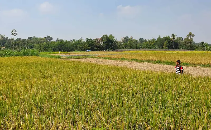 Sawah