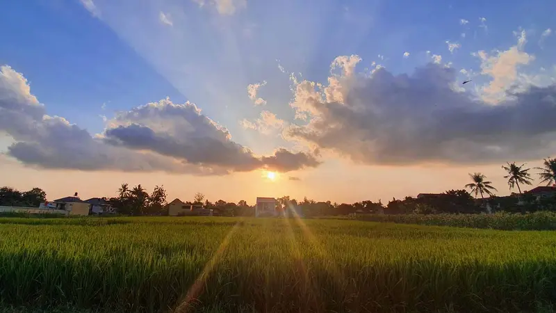 Senja di sawah