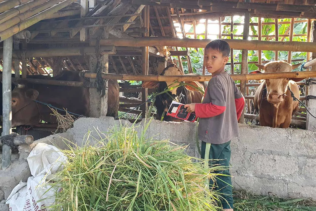 Anak memberi makan ternak — belajar langsung di alam